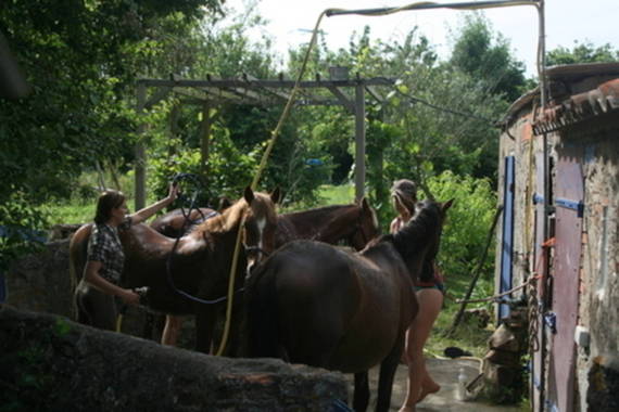 Douche pour les chevaux